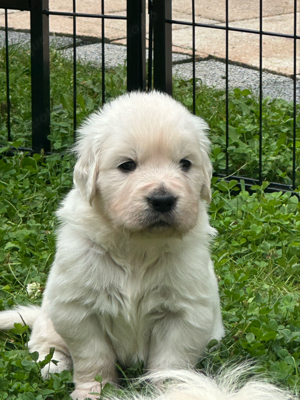 Golden Retriver Welpen Show line 