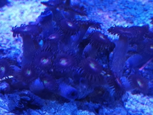 Meerwasser LPS SPS Korallen  Bild 8