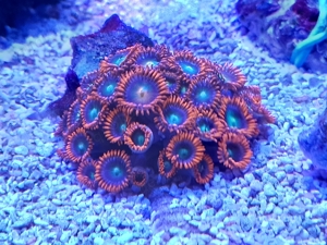 Meerwasser SPS LPS Korallen Bild 10