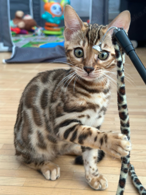 Nur noch ein wunderschönes Bengalkitten mit Stammbaum und XXL Rosetten