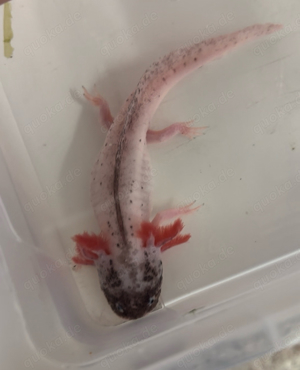 axolotl harlekin 