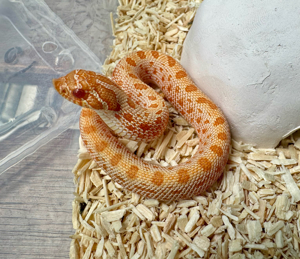 Hamm Special: 1.0 Albino Anaconda Hakennasennatter