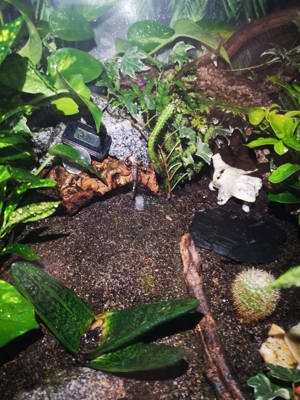 Laos skorpion babys, suchen zuhause 