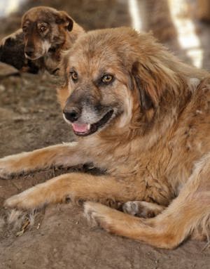 Duke, 6 Jahre alt, ruhig, gelassen sucht Fürimmerzuhause Bild 2