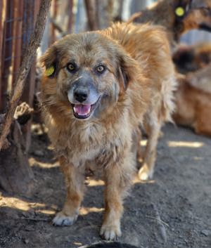 Duke, 6 Jahre alt, ruhig, gelassen sucht Fürimmerzuhause Bild 3