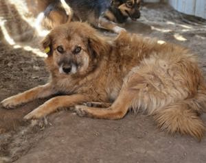 Duke, 6 Jahre alt, ruhig, gelassen sucht Fürimmerzuhause Bild 4