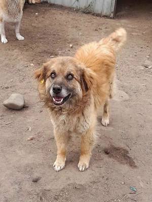 Duke, 6 Jahre alt, ruhig, gelassen sucht Fürimmerzuhause Bild 6