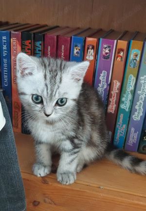 Britisch Kurzhaar Kätzchen sucht neue Zuhause. Black-Silver-Tabby Wiskas