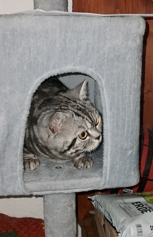 Deckkater  Bars BKH Bild 2