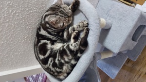 Deckkater  Bars BKH Bild 6