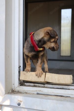 Sheila, verspieltes Shar-Pei-Mix Mädchen, ca. 3 Monate, ca. 22 cm, ca. 4 kg 