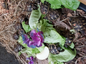 Griechische Landschildkröten NZ 2024