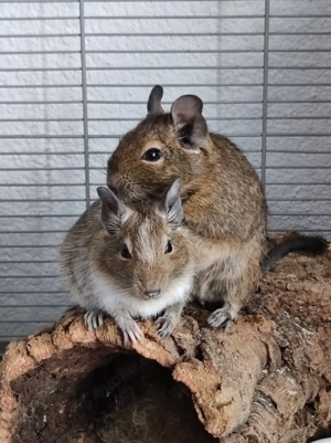 Männliche Degus. Papa und Sohn