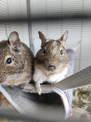 Degu Papa und Sohn