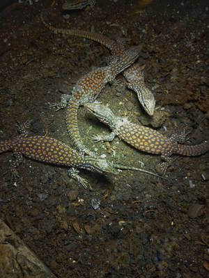 Varanus Acanthurus red  Stachelschwanzwaran rare earth 