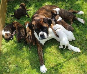 Boxer Welpen reinrassig Abgabebereit