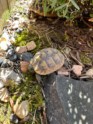 Maurische Landschildkröte Testudo Graeca von 2024