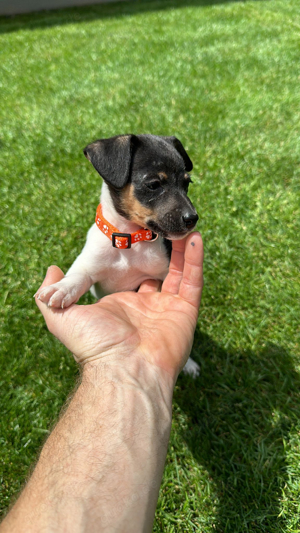 Jack Russel Hündin abzugeben