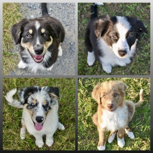 Australian Shepherd Welpen mit ASCA Papieren