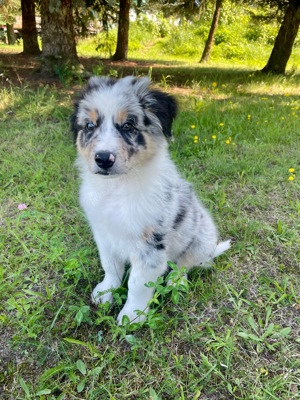 Australian Shepherd Welpen mit ASCA Papieren