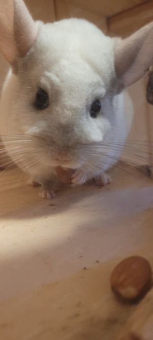 7 Jähriges Chinchilla-Weibchen sucht neues Zuhause