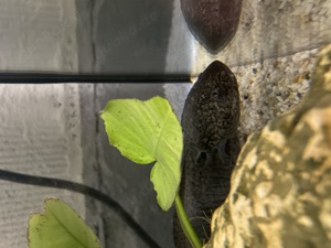 Axolotl Nachzucht groß 