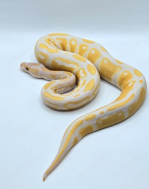 1.0 Lavender Albino 66% het Tristripe (Marker)