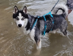 husky abzugeben 