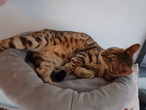 Bengalkater zu verkaufen