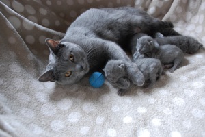 Chartreux Kartäuser Kitten Babys zu verkaufen