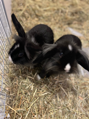 2 Kaninchen Damen abzugeben (jung)