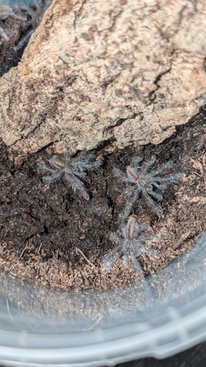 Poecilotheria metallica Vogelspinne