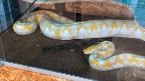 Netzpython Albino Lavender