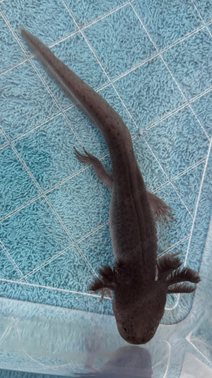 Axolotl 