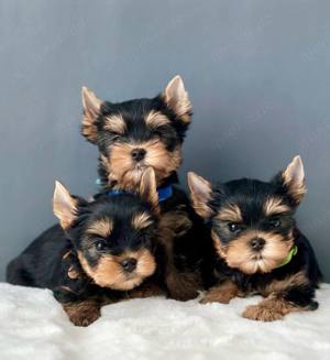 Yorkshire terrier mini welpen 