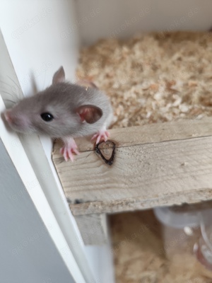 Ratten Männchen suchen ein Zuhause 