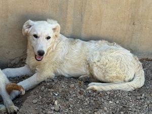 Serenella sucht ihr Zuhause (noch auf Sardinien)