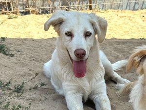 Kumo sucht sein Zuhause (noch auf Sardinien)