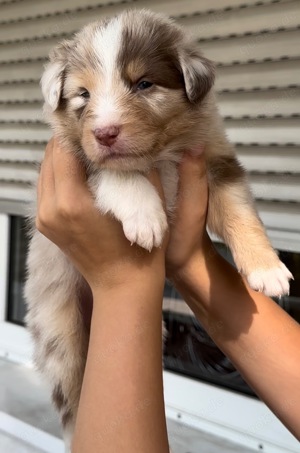 Australian Shepherd Welpen