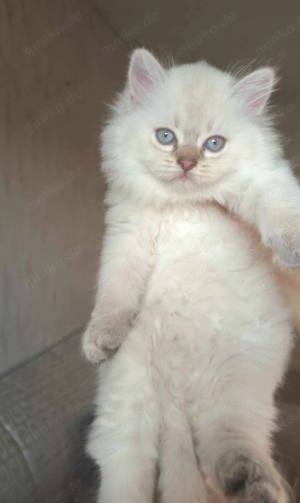 ragdoll katzen baby