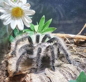 Brachypelma Albopilosum  weibchen 