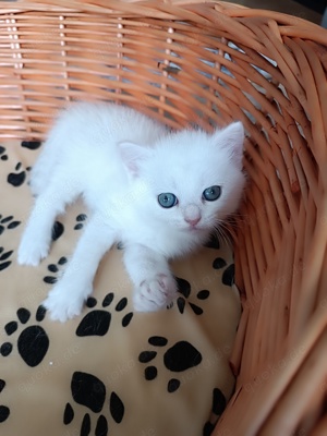 BKH Kitten Silver Shaded British Shorthair Kitten