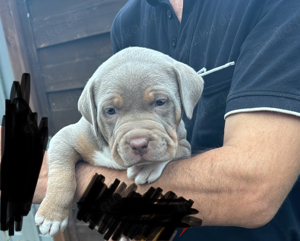 american bully Welpen bully welpen 