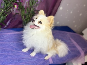 Süße Pomeranian Spitz