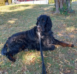 Gordon Setter Deckrüde Kein Verkauf!  Bild 5