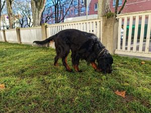 Gordon Setter Deckrüde Kein Verkauf!  Bild 3