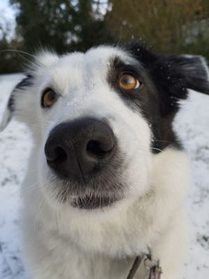 Hübscher Snoopy braucht neues zuhause!