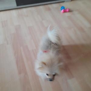 Pomeranian Spitz Welpen Mädchen 4 Monate alt zu verkaufen 