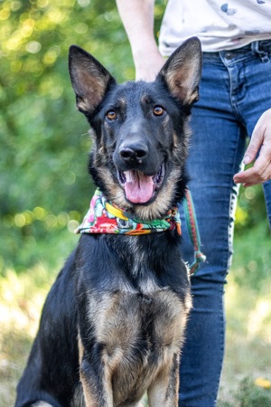 Galoca, cooler Schäferhund-Mix-Rüde, ca. 1 Jahr, ca. 60 cm, ca. 22 kg