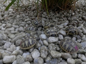 Griechische Landschildkröten (THB) NZ 2024 preisg. v. Züchter m. CITES- Bescheinigung und Pflegeanl.